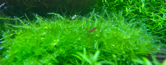 Weeping moss