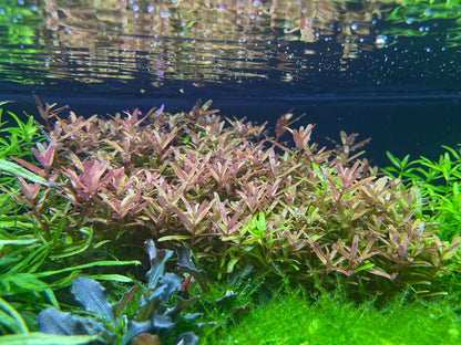 Rotala Yao Yai