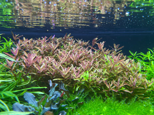 Rotala Yao Yai