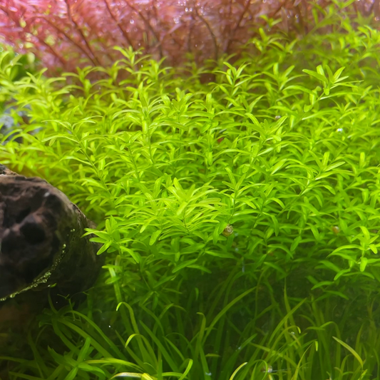 Micranthemum micranthemoides (Pearl weed)