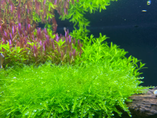 Weeping moss