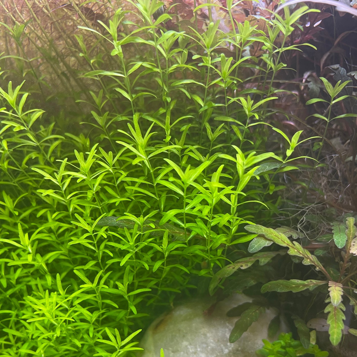 Micranthemum micranthemoides (Pearl weed)