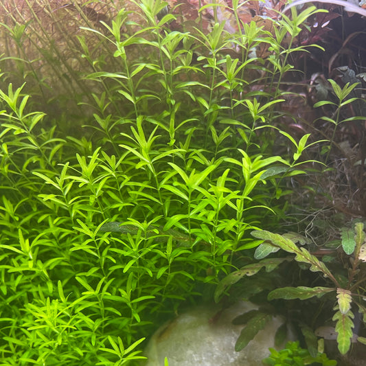 Micranthemum micranthemoides (Pearl weed)