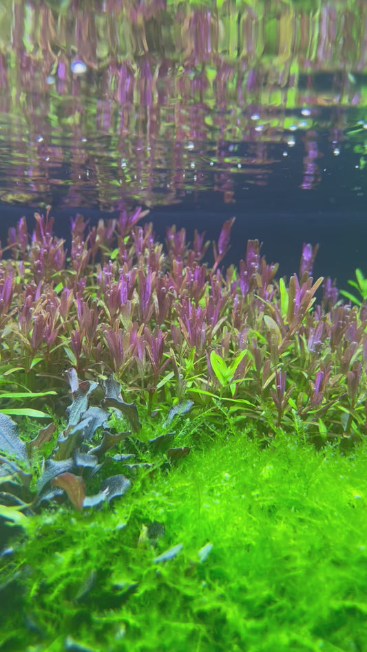 Rotala Yao Yai
